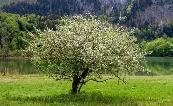 Baum