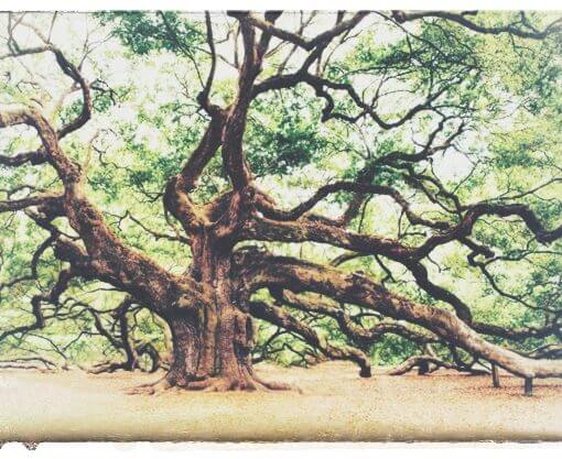 Baum